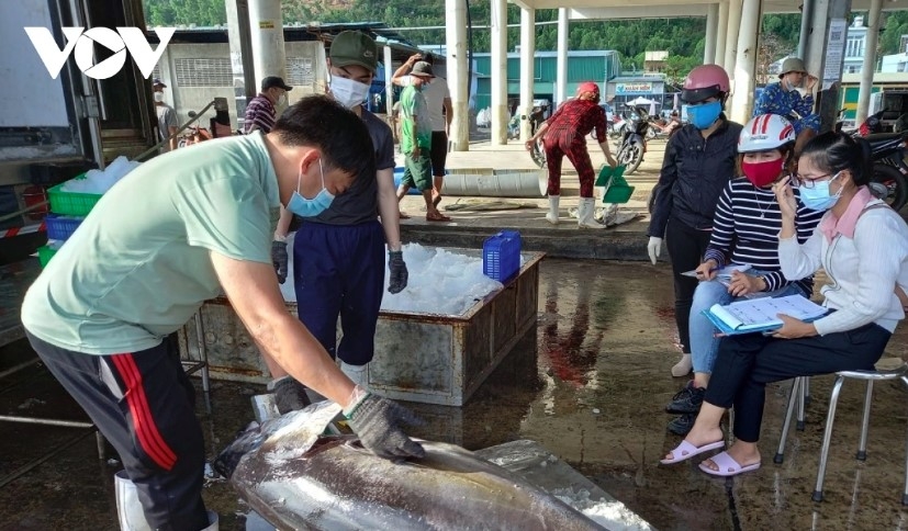 Raw material crisis, stricter IUU controls hinder tuna industry’s recovery
